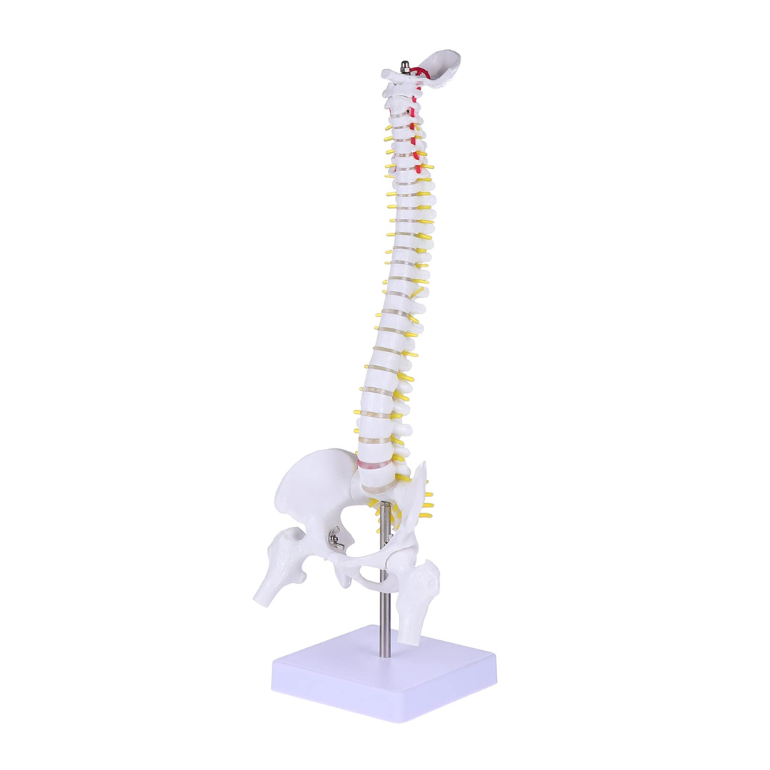 Manikin Model Spinal Column available in online  pharmacy qatar, doha 